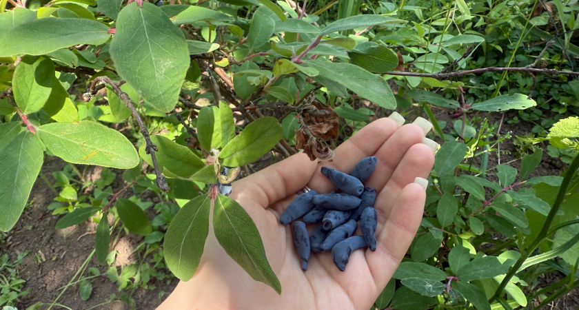 Ученые назвали самую полезную ягоду на лето — не княженика, не малина и в два раза полезнее крыжовника