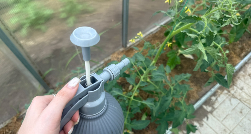 При цветках на томатах — сразу: ложку в ведро — кисти пойдут одна за одной, завязей тьма