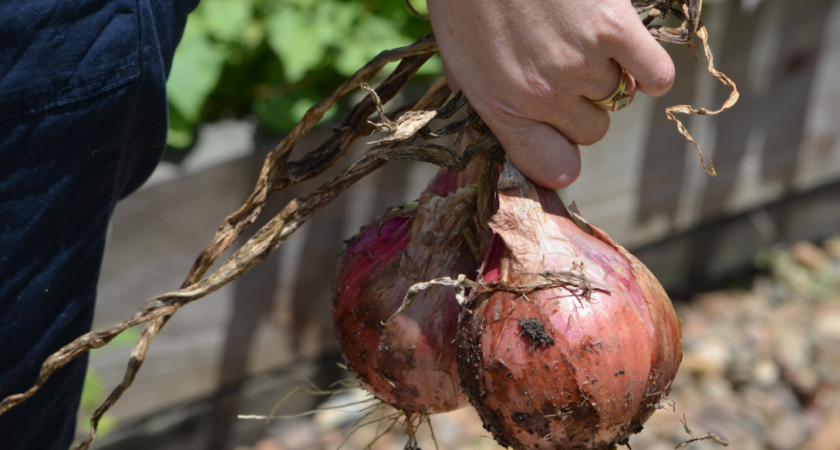 Пожелтел лук? Агроном Гуляева рассказала, как бороться с луковой мухой в конце июня — поможет эта приправа