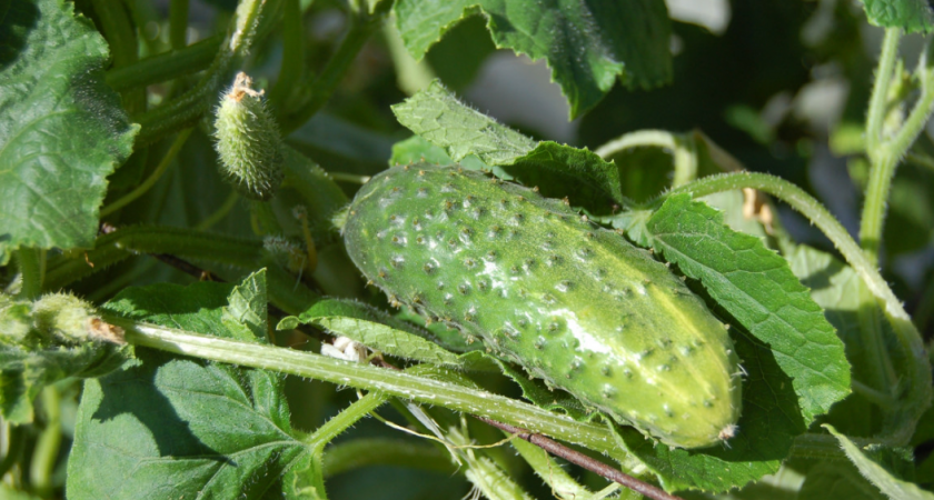 Завязей «вагон» — а всего лишь накормила огурцы этим составом: как улучшить урожайность без «танцев с бубнами»