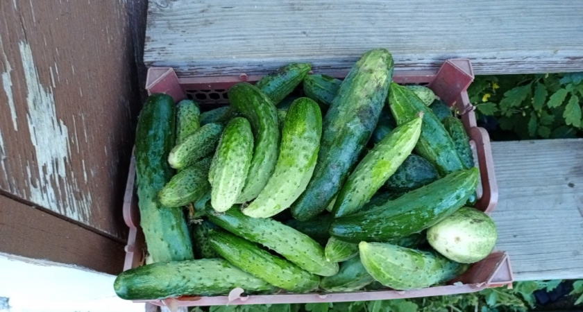 13-15 капель на 10 л воды для подкормки огурцов - они больше не болеют, растут крепкими. С 1 м2 собираю до 17 кг плодов