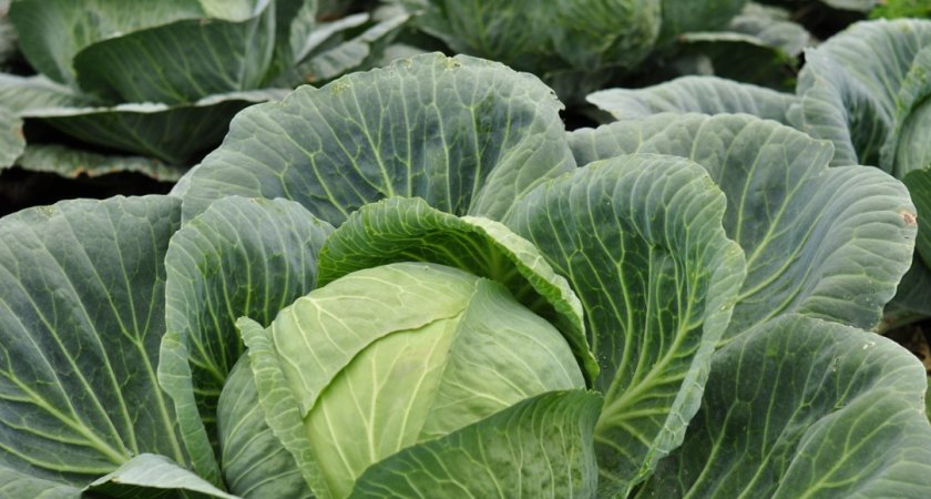 Дыр на капусте больше не будет: эти 2 простых метода помогут избавиться от прожорливых гусениц - проверено 