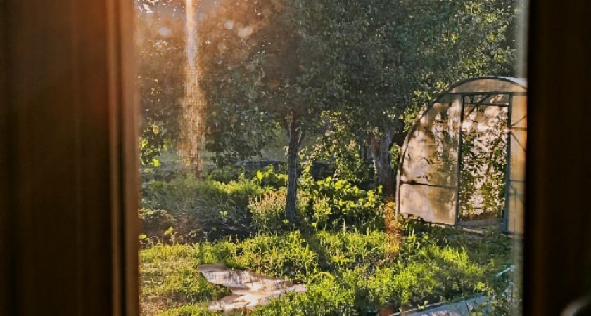 В Рязанской области разрастается борщевик Сосновского