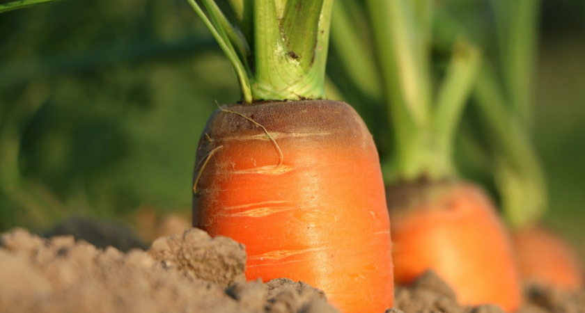 Три ингредиента – и морковь растет как на дрожжах: корнеплоды сочные и сладкие – хоть на выставку вези