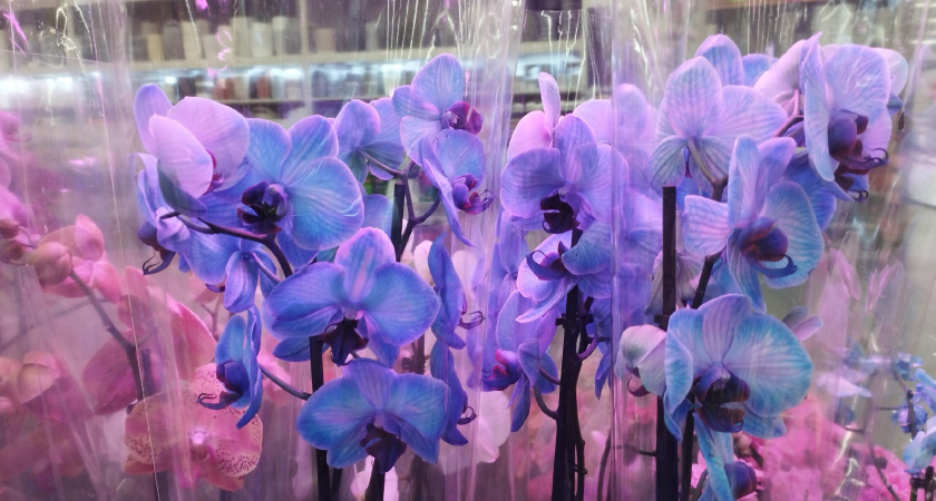 Орхидеи завалят мощными бутонами и будут цвести без передышки — секретная подкормка опытных цветоводов