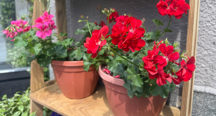 1 капля в воду в июле — и даже "лысая" герань покроется цветочными облаками: будет цвести круглый год беспрерывно