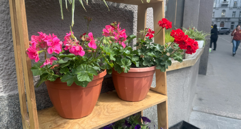 5 горошин в горшок — и герань ринется в рост: выпускает бутоны и днем, и ночью 