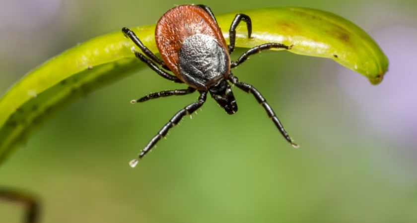 Клещи ненавидят этот запах: стоит всего 45 рублей, а защищает в разы круче любого магазинного аэрозоля