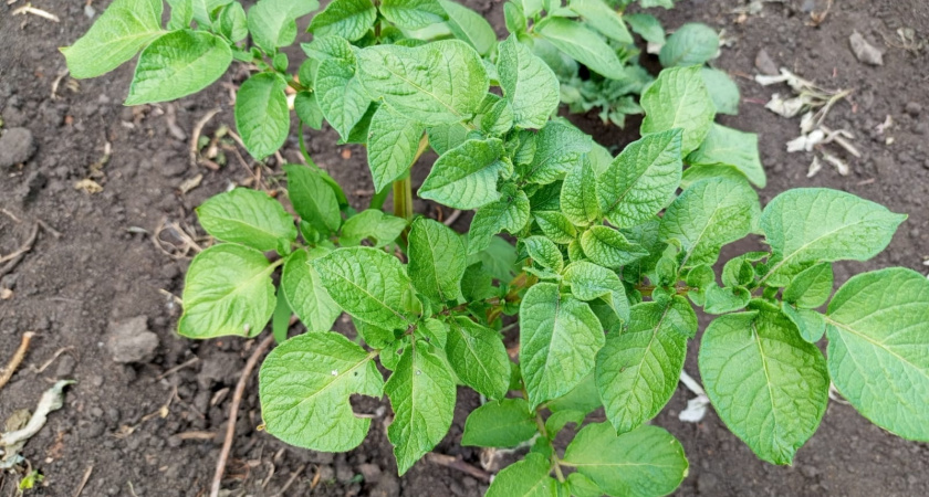 Июль — критически важный месяц для картофеля — делаю эту копеечную подкормку, чтобы клубни выросли крупными и без пустот