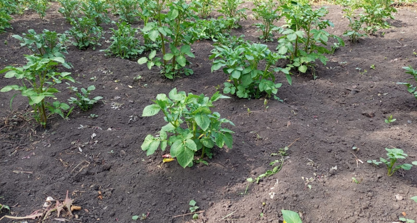 Теперь лью под томаты и урожай ведрами собираю до поздней осени: сразу 5 лучших подкормок для томатов на любой стадии роста и плодоношения