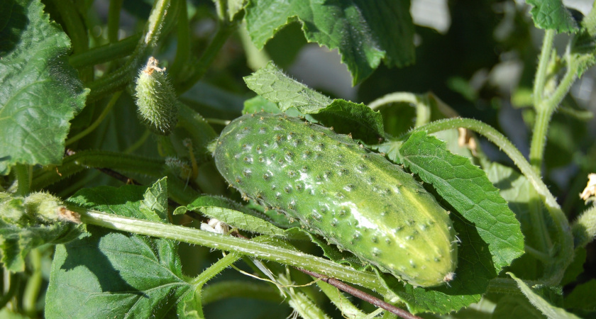 Огурцы «затопят» урожаем: сыплю одну ложку под корень — будут плодоносить до октября