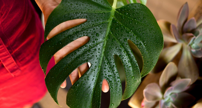 Невидимый цветущий яд: агроном назвал растения, которых не должно быть в спальне - из-за них вы болеете