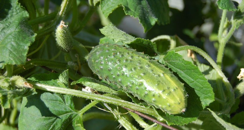 Чем «кормить» огурцы в июле, чтобы они не желтели и плодоносили до осени без устали - лучшие подкормки от агрономов
