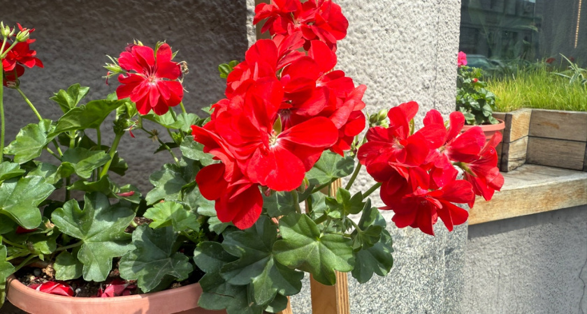 3 горошины в горшок — и герань как подменили: кущение буйное, цветоносов тьма — хоть на букеты режь. Мощнейшая подкормка