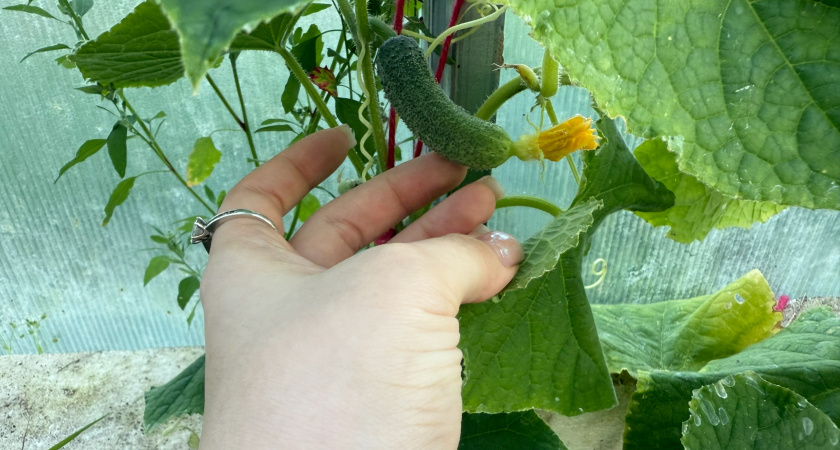 Армянская бабушка научила поливать огурцы кефиром: теперь собираю урожай до ноября