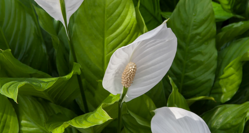 Спатифиллум цветёт почти круглый год: удобряю его только 2 средствами, перепробовав массу народных и покупных вариантов