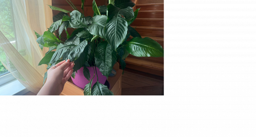 10 ложек на один литр — и спатифиллум как подменили: "белые паруса" лезут без остановки, листья выросли размером с блюдце