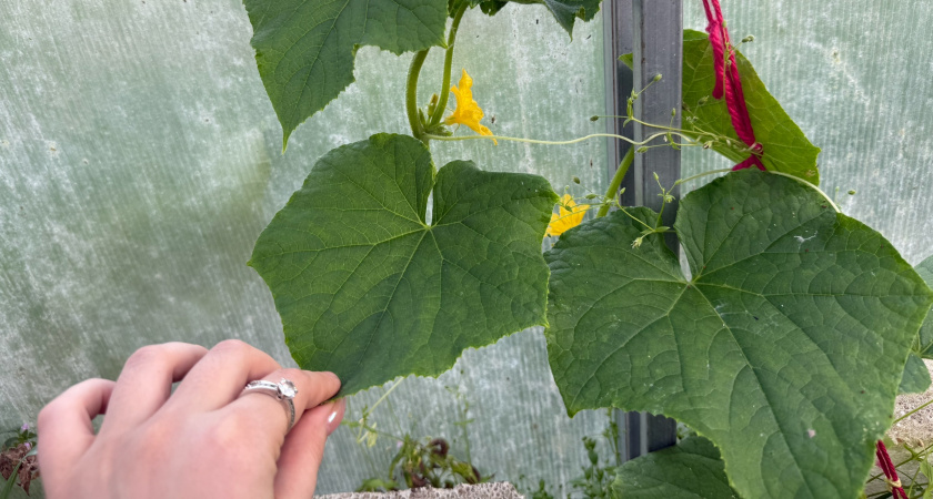 Смешиваю йод с молоком и "кормлю" огурцы в июле: ни единого пожелтевшего листика — плодоносят как бешеные