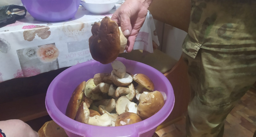 Близкий родственник рыжика - плотный, сладкий и мясистый: грибники его не собирают, а зря