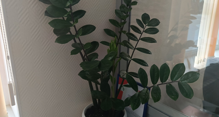 Готовьте ваши кошельки: вот куда нужно поставить денежное дерево, чтобы оно привлекало в дом богатство