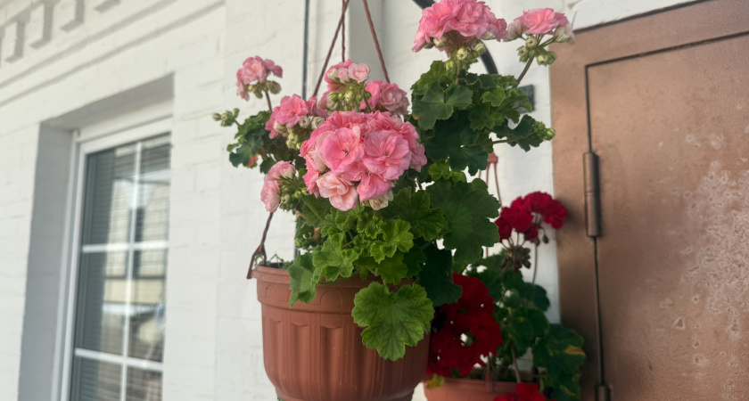 Крошу в горшок — и герань как подменили: листва не желтеет, а бутоны лезут даже на молодых черенках