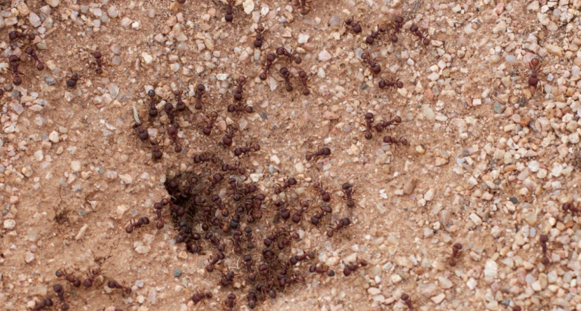 Муравьи сбегут как ошпаренные: нашёл 3 эффективных способа, которые за «сутки» очистят дачу от незваных гостей