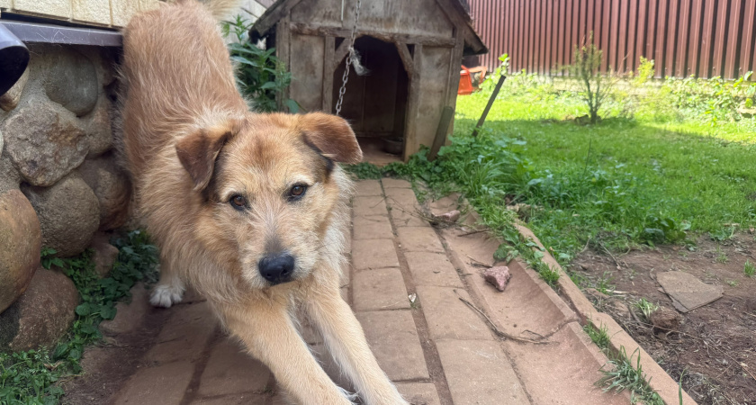 "Не травите этим собак": в Роскачестве озвучили самые худшие марки корма для питомцев