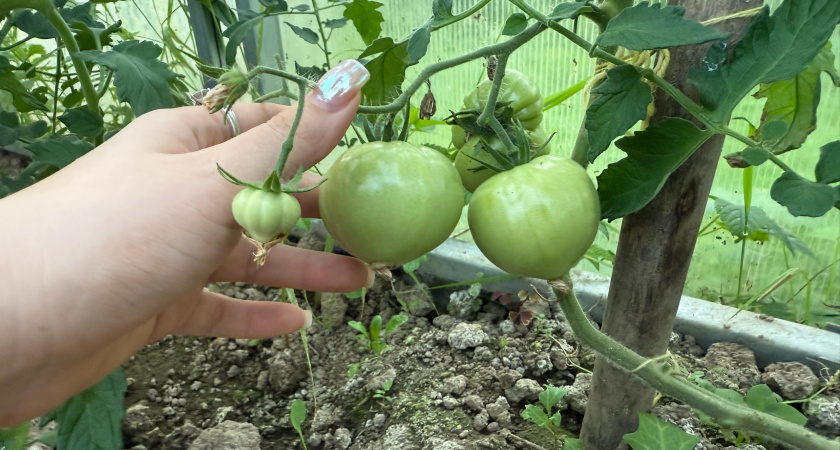 Вставляю зубочистку в землю – и томаты сами говорят, когда их полить: секрет, который спасет от засухи