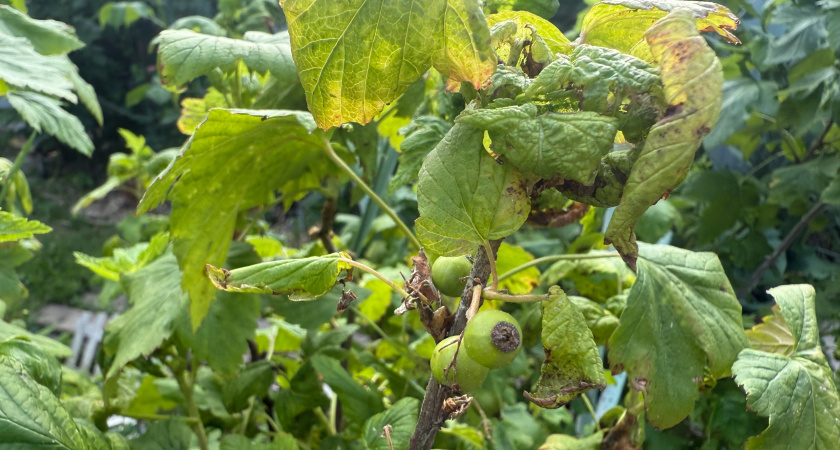 Ботву от томатов и полынь никогда не выбрасываю: готовлю рабочее средство для винограда — ведра сладких гроздей обеспечены