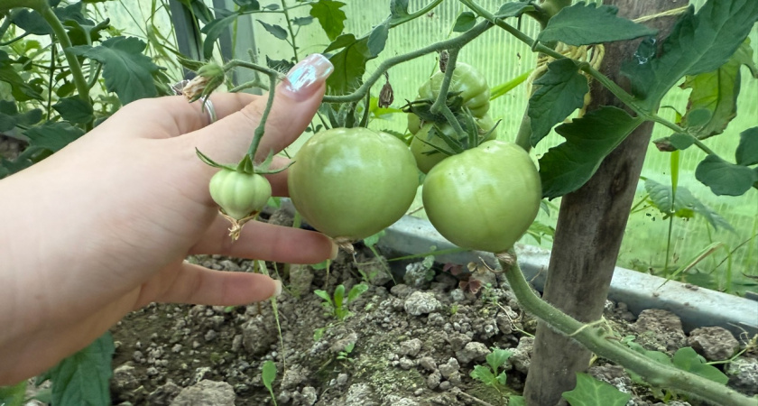 Использую «живую воду» — томаты легко выдерживают даже самую экстремальную жару: опадания завязей не будет