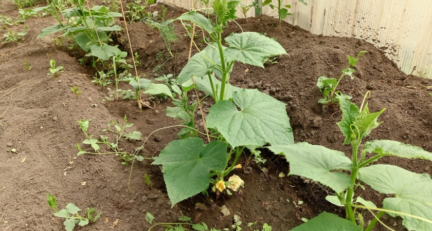 Что насыпать под корень огурцам в июле, чтобы они были здоровыми и обильно плодоносили - не желтели листья и не падала завязь