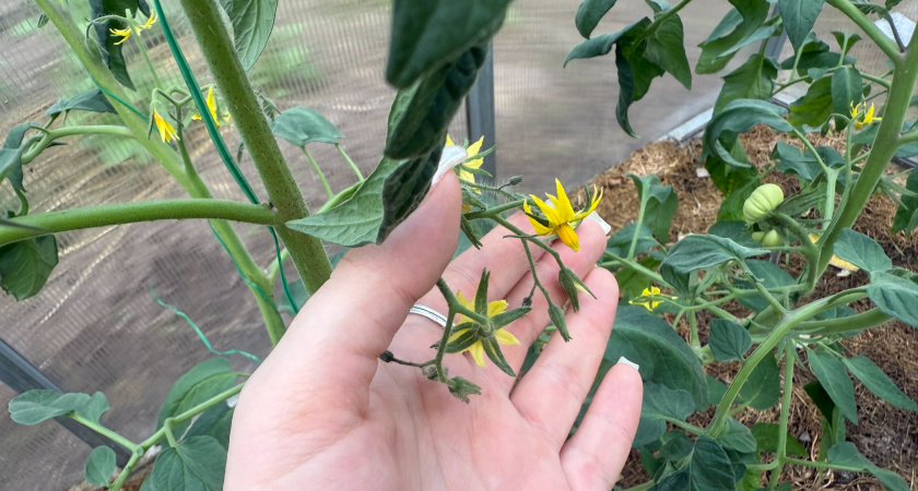 Вот чем подкармливают томаты в июле на быстрый налив - агроном объяснил: на глазах наливаются, краснеют. 3 подкормки для укрупнения