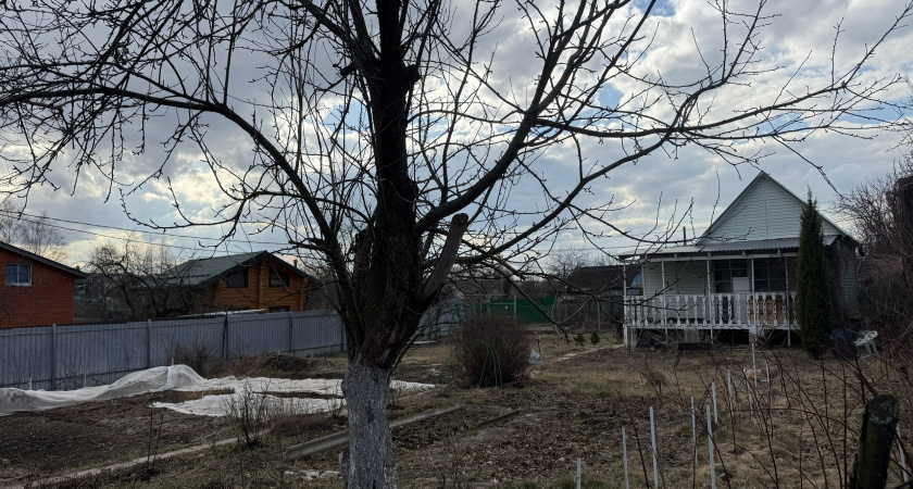 Клен засох и поросль полегла: убрать дерево помог простой способ — сработает с любой другой породой