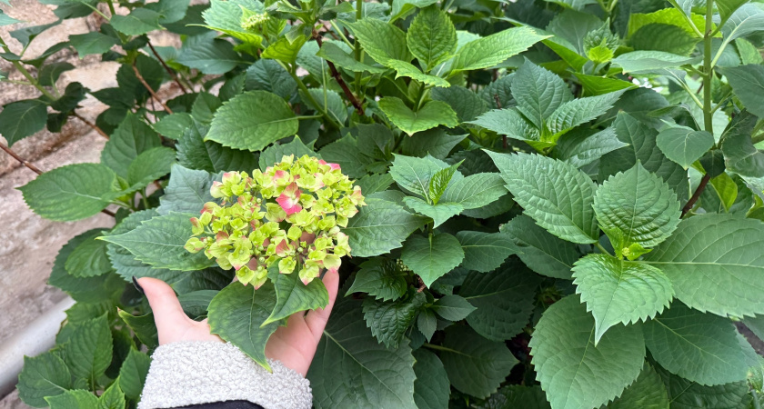 Закапываем это под гортензией — она цветет как заведенная все лето: бутоны диаметром 30 см