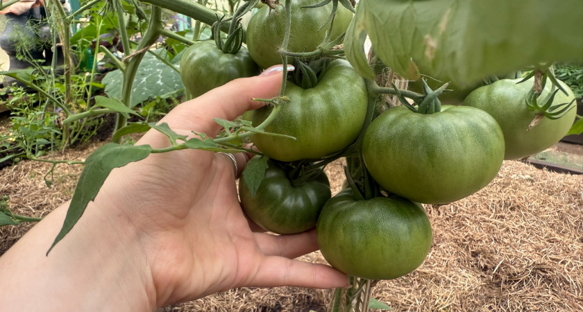 Завязи держатся намертво — а все благодаря простой подкормке: урожайность томатов взлетит вверх даже в +40 градусов