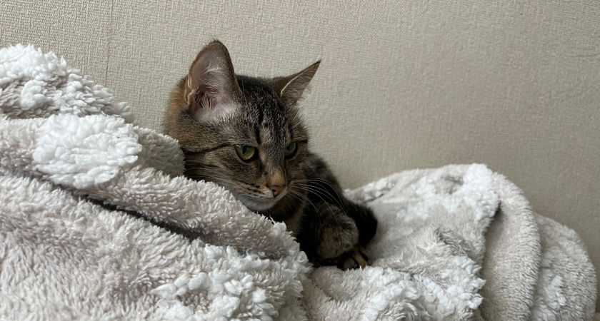 Рязанский митрополит рассказал, есть ли душа у животных