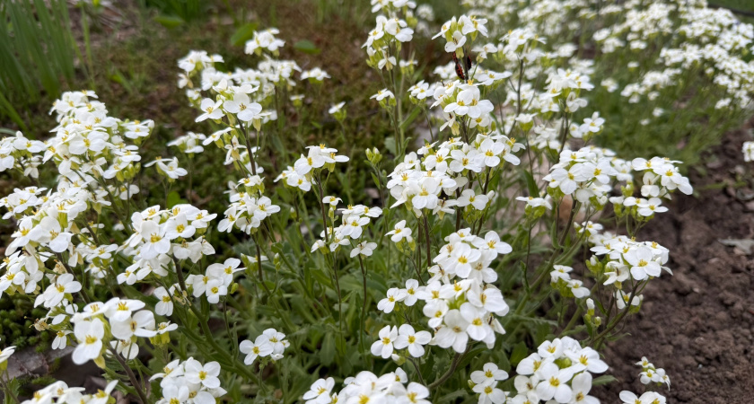 Эффектные многолетники для очень ленивых: цветут богато целое лето и не требуют к себе внимания
