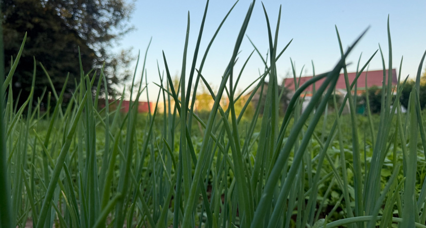 Не лежачие перья — о готовности лука к уборке «кричит» другой признак — точно созрел, точно пора выкапывать