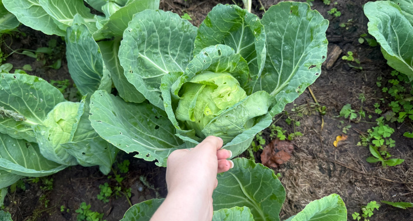 10 л на 5 ложек и опрыскала капусту в конце июля: белокрылка в муках откинула лапки, а личинки усохли — целые листочки до конца сезона