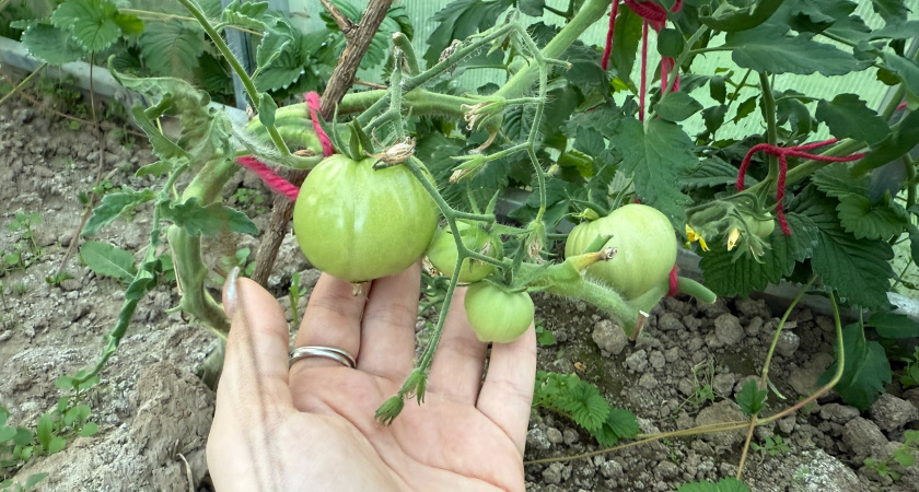 Кладем по 1 ложке в лунку — и томаты прут без остановки: собираем по 20 кг с куста