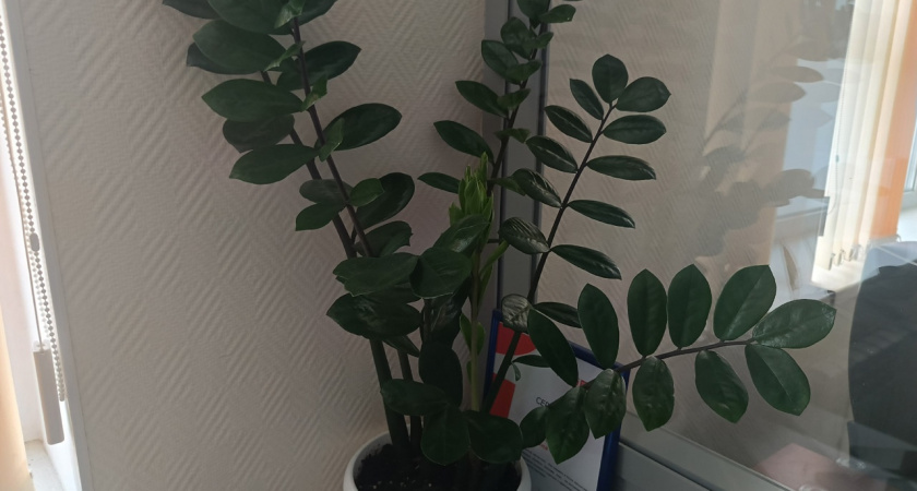 Для насыщения листочков толстянке — первым делом: 1 стакан в горшок — и суккулент мясистый и "жирненький"