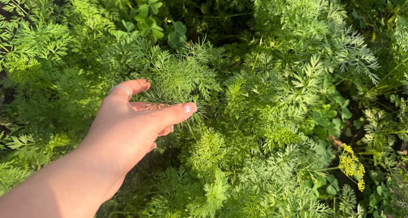 1 ложка в ведро — и морковь будет размером с кабачок: крупная и сладкая, как мед