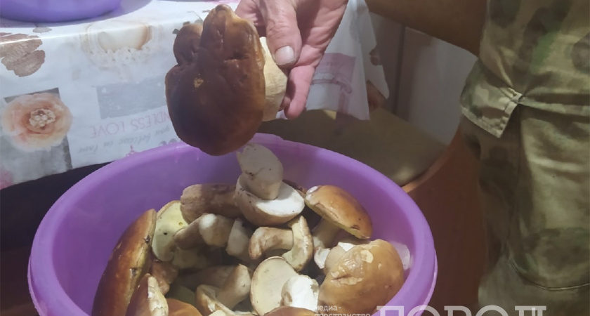 Нужно ли снимать кожицу со шляпок маслят. Запомните раз и навсегда