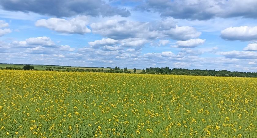 Рязанским аграриям предстоит убрать более миллиона гектаров