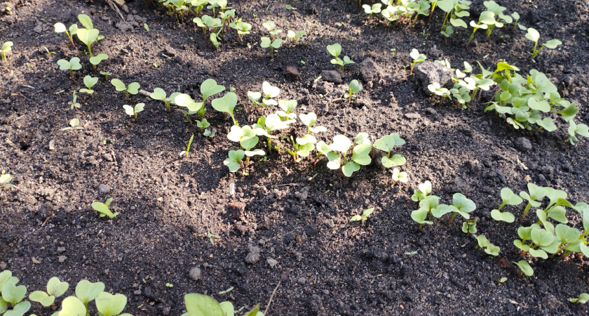 5 ложек на ведро — и редис прет как на дрожжах: вырастет крупным и сладким — мощная подкормка 