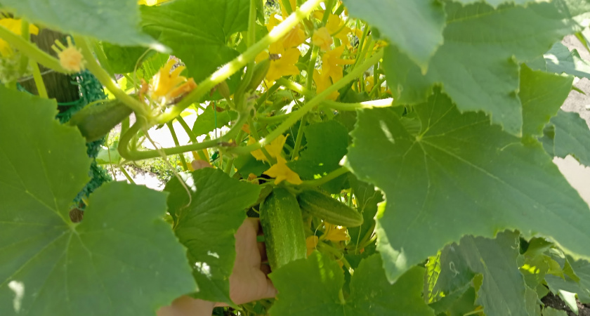 Что насыпать под корень огурцам в начале августа, чтобы они были здоровыми и обильно плодоносили - не желтели листья и не падала завязь