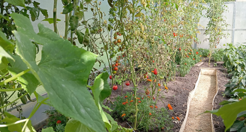 Флакон из аптеки – и муравьи подхватят тлю и уйдут в закат: слизни лопнут от злости – не средство, а находка