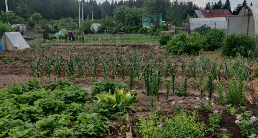 В рязанской смородине нашли опасные химикаты
