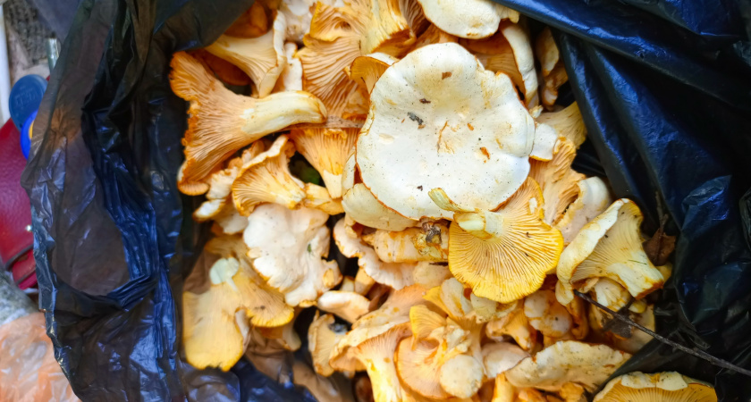 Переработка грибов: бессмысленные привычки, крадущие наше время - вот как правильно чистить