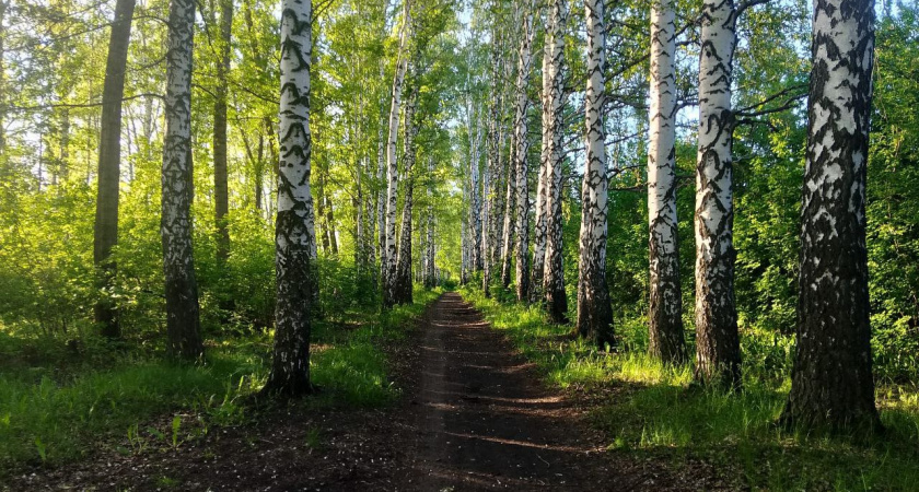 Рязанцев предупреждают об активности сов